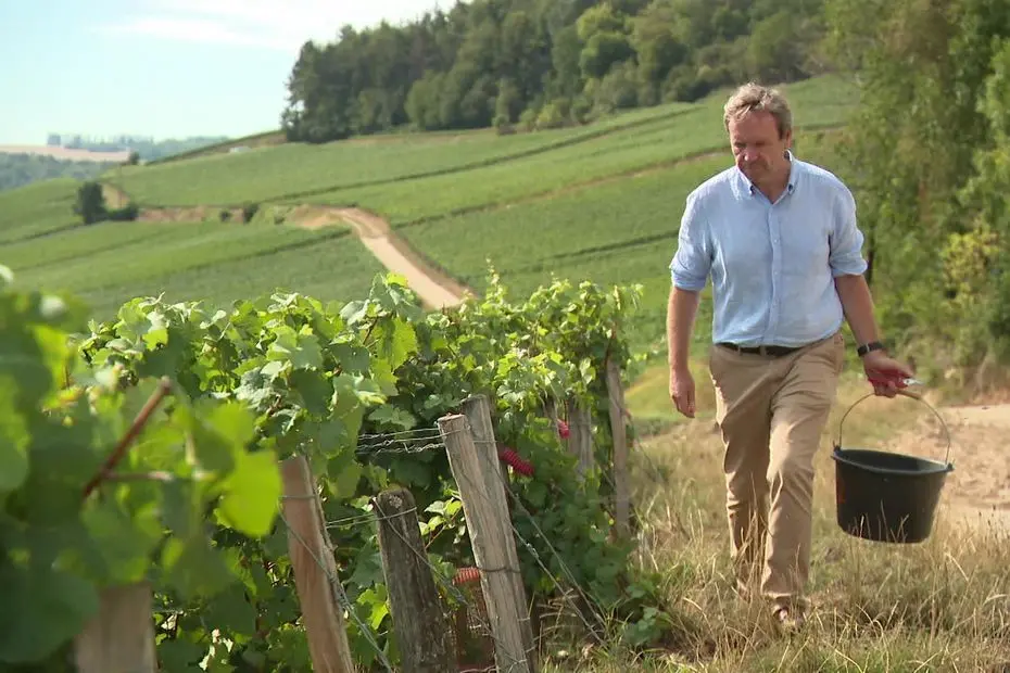TÉMOIGNAGE. "On peut avoir une année exceptionnelle" : les vendanges s'annoncent prometteuses pour ce producteur de champagne