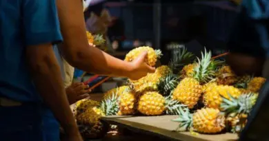 Taches noires dans les ananas : la filière annonce des mesures d’urgence
