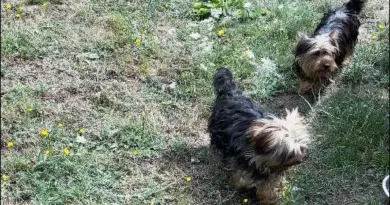 Tchoupy et Tino, deux compagnons inséparables en Creuse à adopter ! - ici