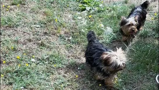Tchoupy et Tino, deux compagnons inséparables en Creuse à adopter ! - ici