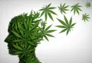The hidden mental health danger in today’s high-THC cannabis