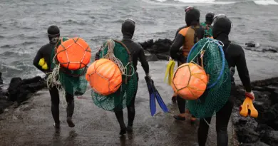 Image of Haenyeo divers entering the water of Jeju Island