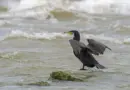 Tirer sur le Grand Cormoran pour sauvegarder les rivières ? Dans le Jura, l'oiseau protégé au cœur d'une controverse