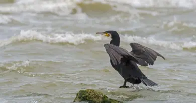 Tirer sur le Grand Cormoran pour sauvegarder les rivières ? Dans le Jura, l'oiseau protégé au cœur d'une controverse