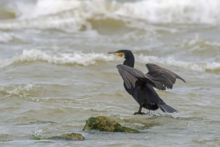 Tirer sur le Grand Cormoran pour sauvegarder les rivières ? Dans le Jura, l'oiseau protégé au cœur d'une controverse