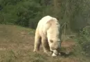 Todz et Nanu, les deux ours polaires du Zoo du Reynou depuis 2019, s'adaptent à la chaleur... en mangeant des glaces