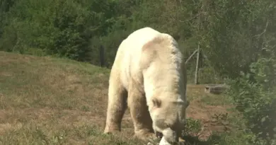 Todz et Nanu, les deux ours polaires du Zoo du Reynou depuis 2019, s'adaptent à la chaleur... en mangeant des glaces
