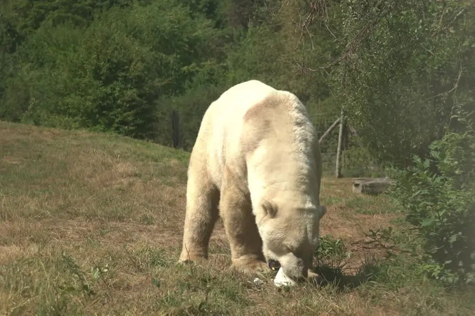 Todz et Nanu, les deux ours polaires du Zoo du Reynou depuis 2019, s'adaptent à la chaleur... en mangeant des glaces