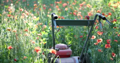 Tonte différenciée : laissez votre jardin respirer au rythme de la nature - RTBF Actus