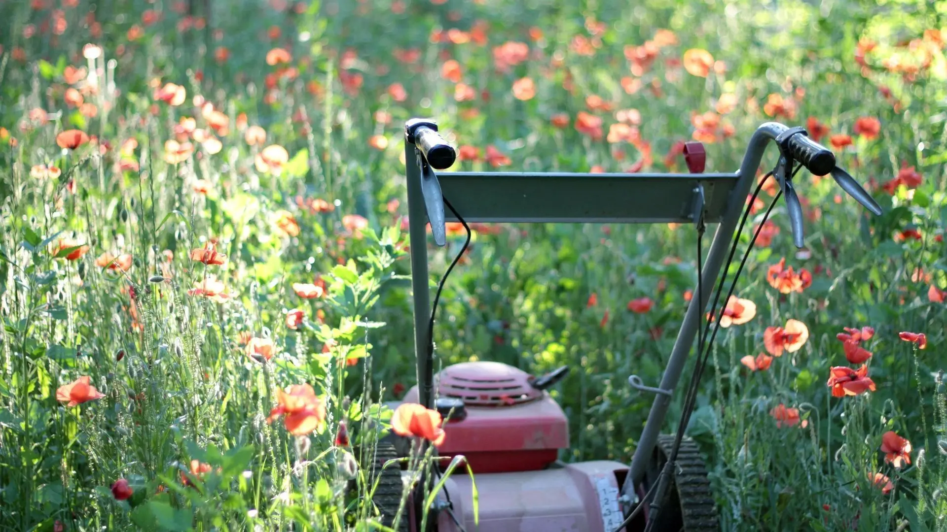 Tonte différenciée : laissez votre jardin respirer au rythme de la nature - RTBF Actus