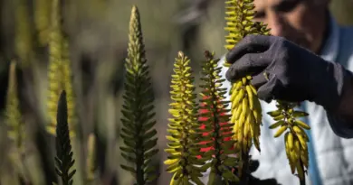 Touchés par le changement climatique, des vignerons de l'Aude misent sur l'aloès