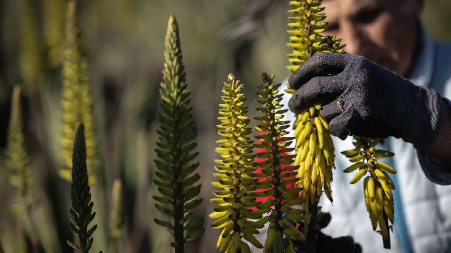 Touchés par le changement climatique, des vignerons de l'Aude misent sur l'aloès