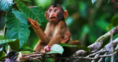 Guyane française, Cayenne, rainforest, river, Amazon, wildlife, Creole, rocket, nature