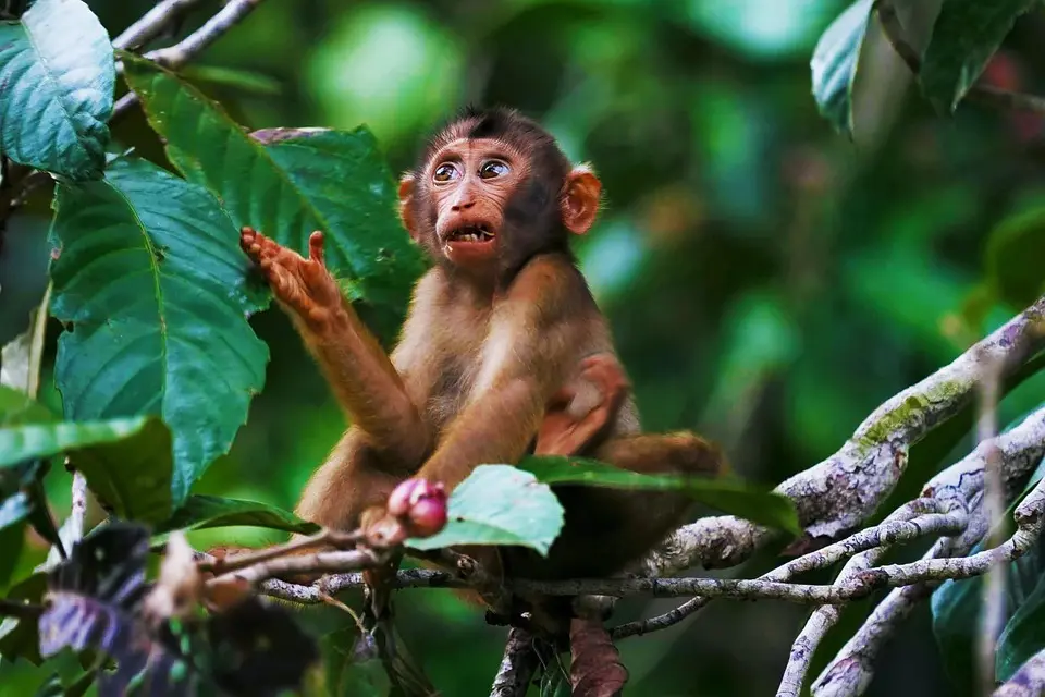 Guyane française, Cayenne, rainforest, river, Amazon, wildlife, Creole, rocket, nature