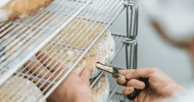 Tourte mayennaise, pommeau du Maine, fromages… Les saveurs authentiques de la Mayenne à découvrir