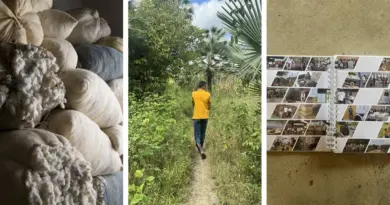 Toutes les baskets Veja contiennent du coton bio : voici comment la marque a réussi à rendre son approvisionnement vertueux