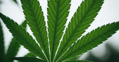 Trafic de drogue et résiliation du bail - BDIDU Blog Actualités juridiques Droit Immobilier et Droit de l'Urbanisme par Christophe Buffet Avocat Spécialiste en Droit Immobilier et Droit Public Tél. 02 41 81 16 16
