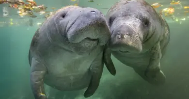 Très loin du zoo, Beauval Nature veut sauver un géant discret en analysant ses cicatrices, son ADN et ses vocalises - ici