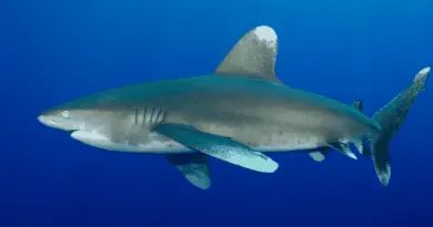 Trois requins agressifs observés à Moorea
