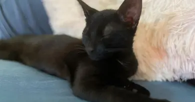 Truffe, le chaton câlin... et un brin gourmand !