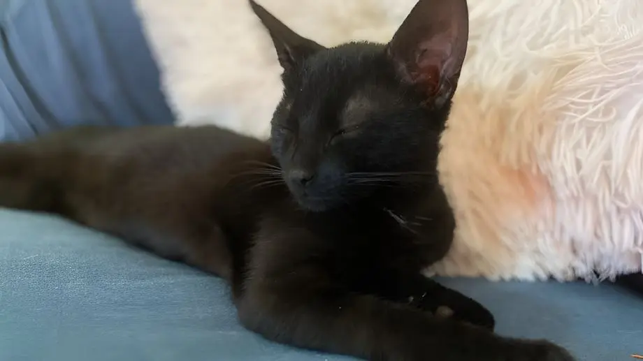 Truffe, le chaton câlin... et un brin gourmand !