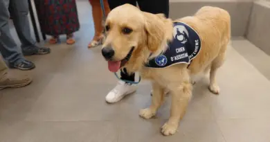 Ukyo, un chien aux côtés des victimes