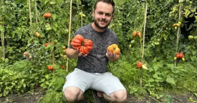 Un Montois crée ses propres variétés de tomates