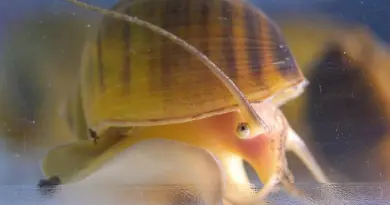 Un escargot capable de régénérer entièrement son œil