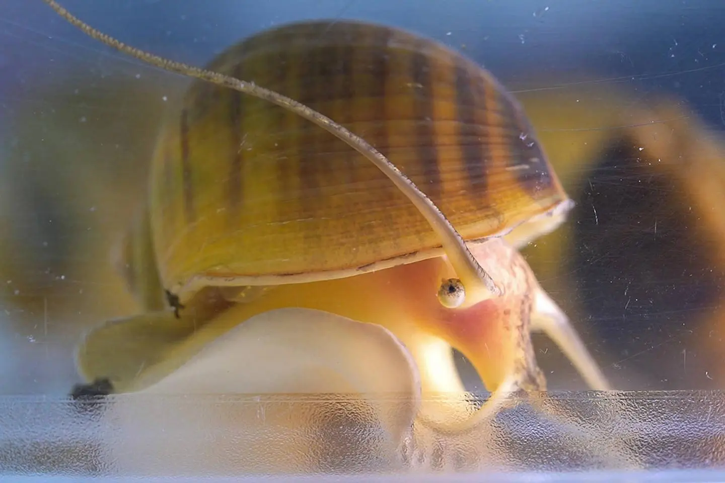 Un escargot capable de régénérer entièrement son œil