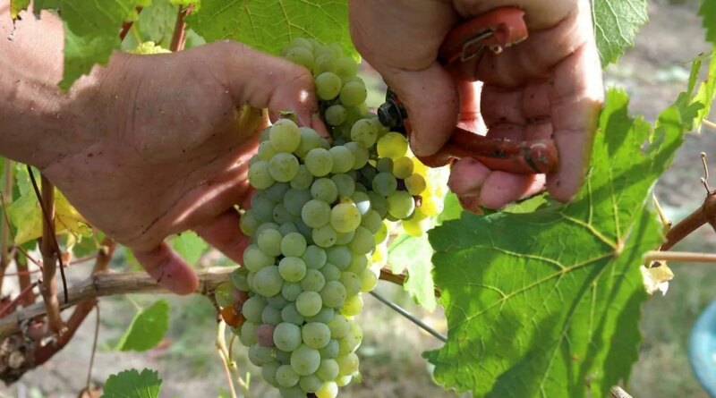 « Un fort potentiel aromatique » : une nouvelle appellation de vin va voir le jour en