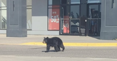 Un jeune ours noir capturé dans un quartier de Calgary