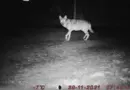 Un loup abattu à Séverac d’Aveyron après trois attaques sur un élevage