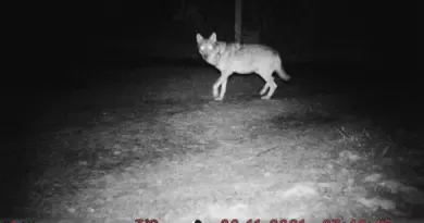 Un loup abattu à Séverac d’Aveyron après trois attaques sur un élevage