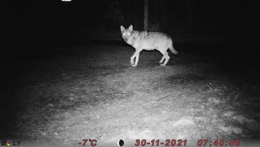 Un loup abattu à Séverac d’Aveyron après trois attaques sur un élevage