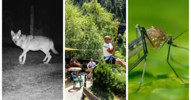 Un loup abattu, l’affaire des jeunes Israéliens privés de parc, infection au virus West Nile dans l’Hérault… l’essentiel de l’actu en région