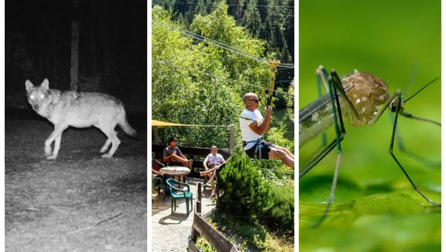 Un loup abattu, l’affaire des jeunes Israéliens privés de parc, infection au virus West Nile dans l’Hérault… l’essentiel de l’actu en région