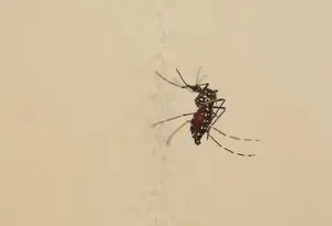 Un premier cas de dengue confirmé dans le Lot, la commune de Lalbenque sous surveillance