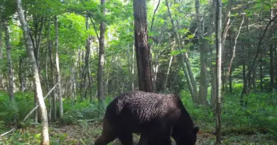Un randonneur a été tué par un ours dans le nord du Japon