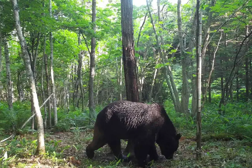 Un randonneur a été tué par un ours dans le nord du Japon