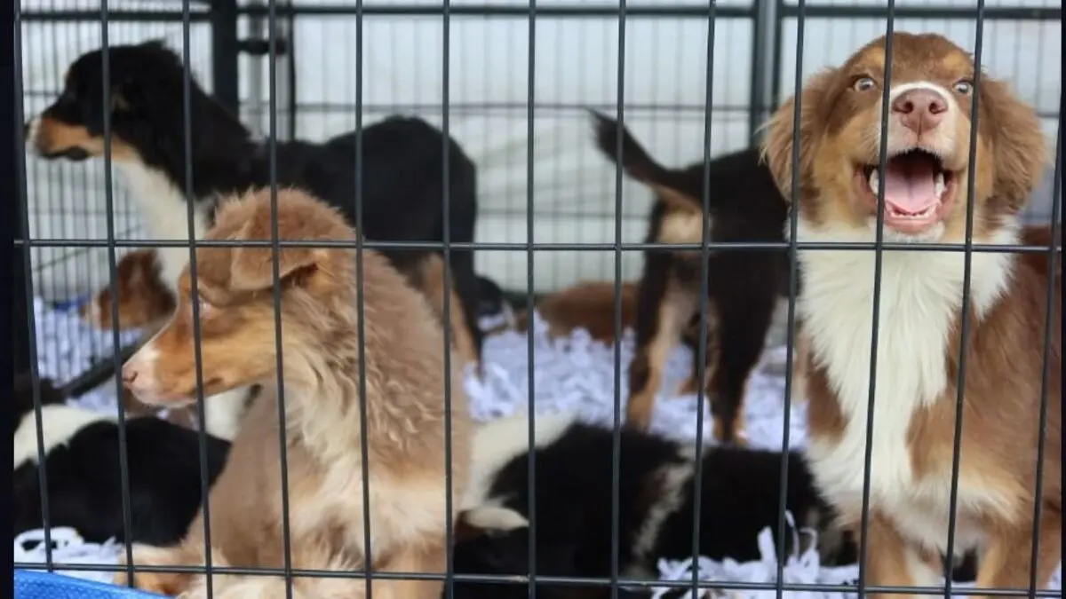 « Un sur deux finit abandonné » : le salon Univers du chiot à Fontainebleau fait rugir les défenseurs des animaux