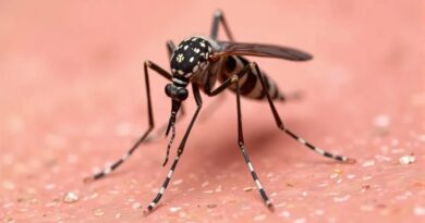 Une commune placée sous surveillance après un premier cas de dengue autochtone signalé