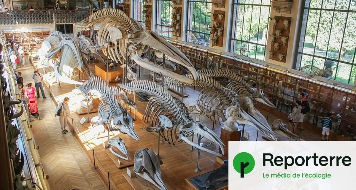 Une cyberattaque paralyse le Muséum national d’histoire naturelle