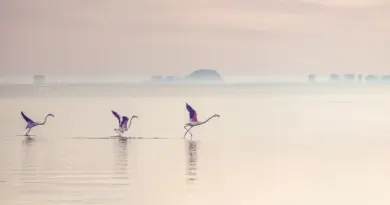 Mayotte, Mamoudzou, lagoon, beach, coral, mangrove, ylang-ylang, island, Creole, nature