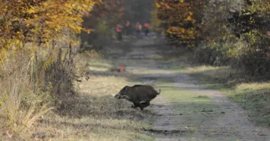 « Une fois, j’ai vu une bande de 25 ! » : le SOS des chasseurs de l’Oise face à la prolifération des sangliers