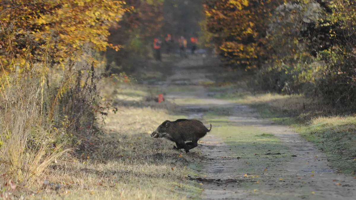 « Une fois, j’ai vu une bande de 25 ! » : le SOS des chasseurs de l’Oise face à la prolifération des sangliers