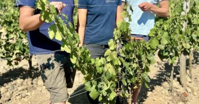 « Une fraîcheur en fin de bouche » : ce vin discret et reconnu fait le succès de ce vignoble