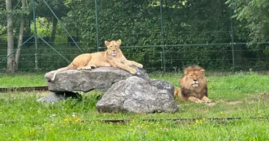 Une histoire d'amour se noue entre deux lions, sous l'oeil attentif des soigneurs de ce parc belge