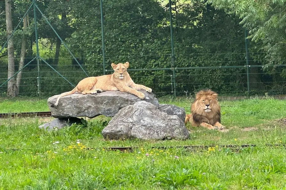 Une histoire d'amour se noue entre deux lions, sous l'oeil attentif des soigneurs de ce parc belge