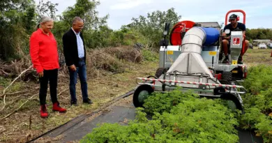 Une nouvelle coupeuse pour moderniser la filière du géranium à La Réunion