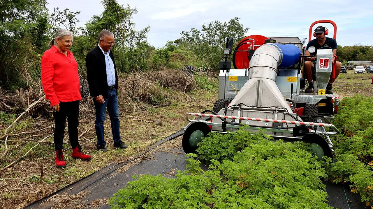 Une nouvelle coupeuse pour moderniser la filière du géranium à La Réunion